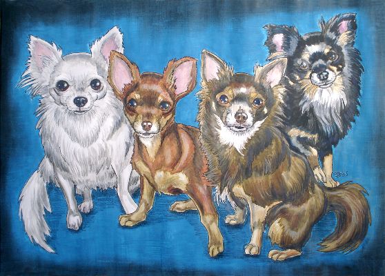 Four Chihuahua-dogs