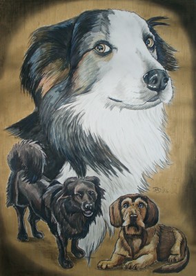 Border-Collie, Rauhaardackel  and crossbreed