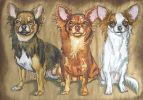 Drei Chihuahuas