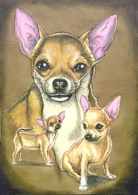 Chihuahua