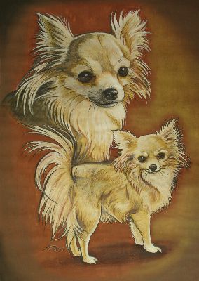 Nikita, eine Chihuahua-Hündin