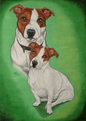 Jack Russel Terrier
