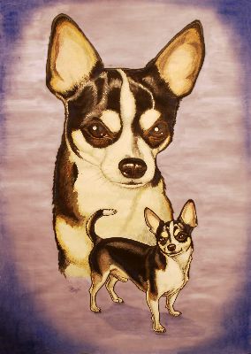 Tequila, ein Chihuahua-Hund