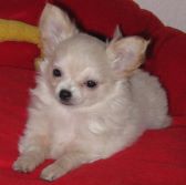 Original Photo Flake